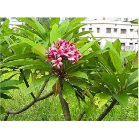 Plumeria Rubra (Champa)